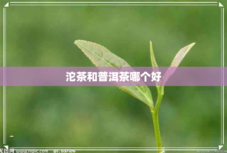 沱茶和普洱茶哪个好