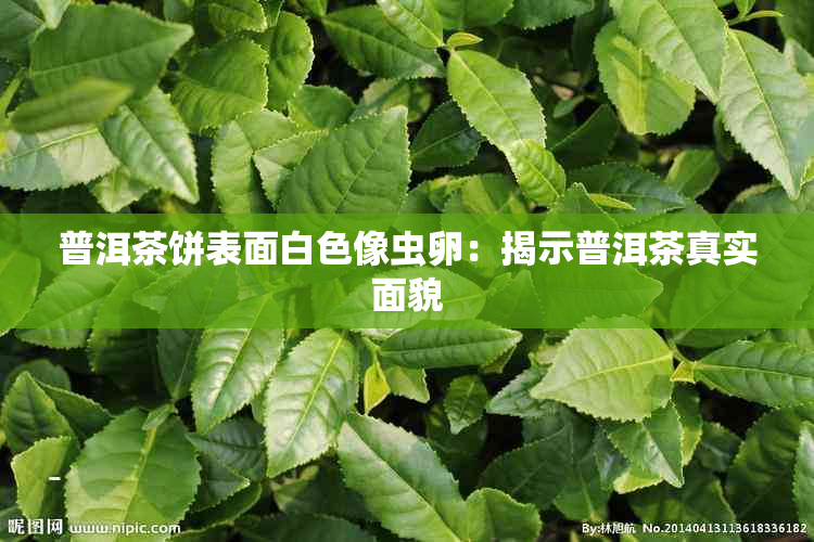 普洱茶饼表面白色像虫卵：揭示普洱茶真实面貌