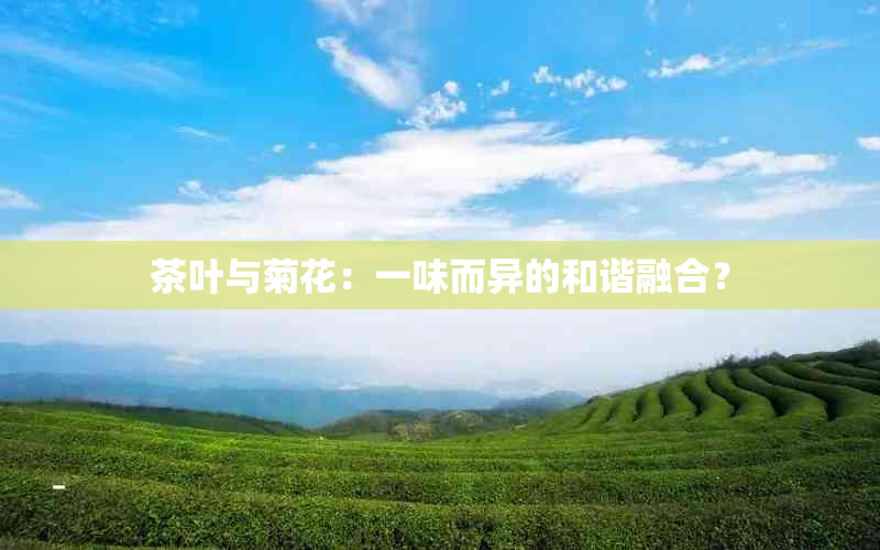 茶叶与菊花：一味而异的和谐融合？