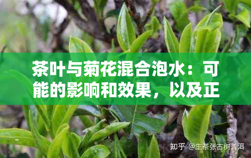 茶叶与菊花混合泡水：可能的影响和效果，以及正确的泡茶方法