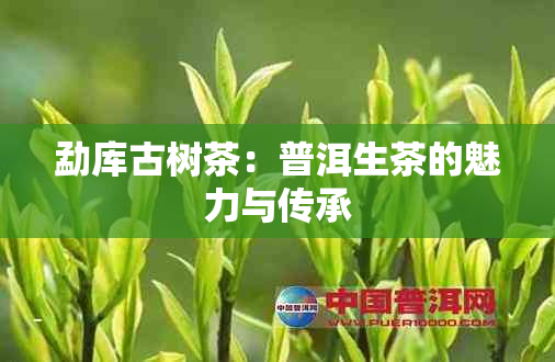 勐库古树茶：普洱生茶的魅力与传承