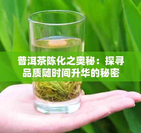 普洱茶陈化之奥秘：探寻品质随时间升华的秘密