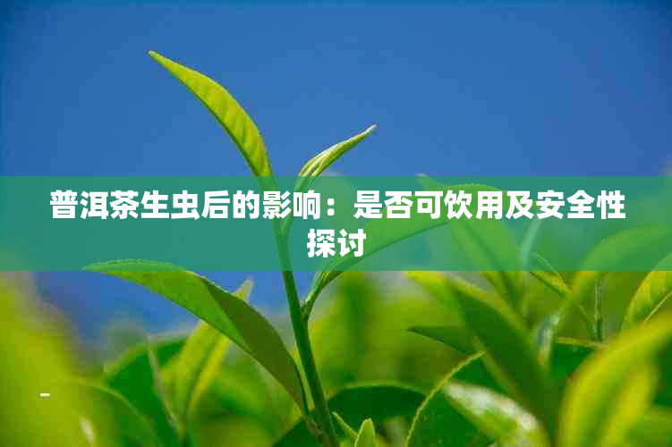 普洱茶生虫后的影响：是否可饮用及安全性探讨