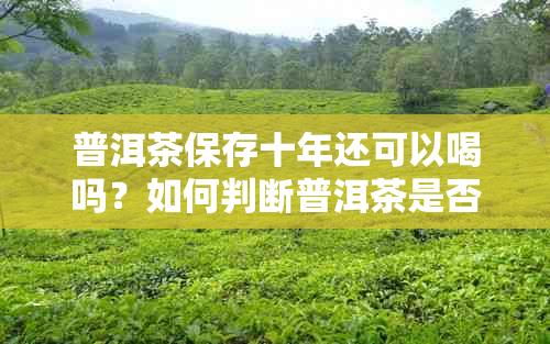 普洱茶保存十年还可以喝吗？如何判断普洱茶是否过期？