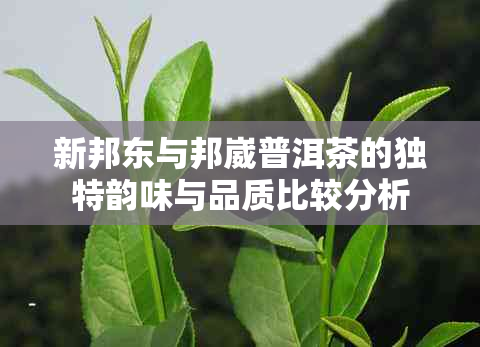 新邦东与邦崴普洱茶的独特韵味与品质比较分析