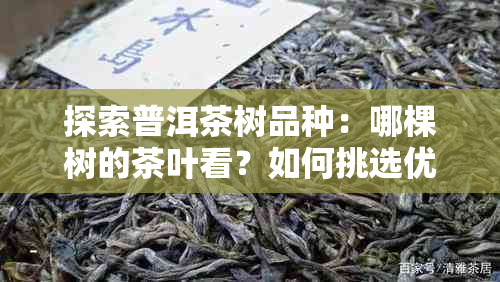 探索普洱茶树品种：哪棵树的茶叶看？如何挑选优质普洱茶？