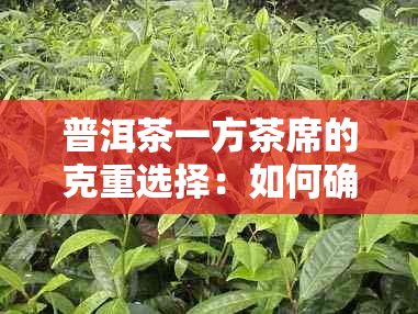 普洱茶一方茶席的克重选择：如何确定茶叶用量以获得口感？