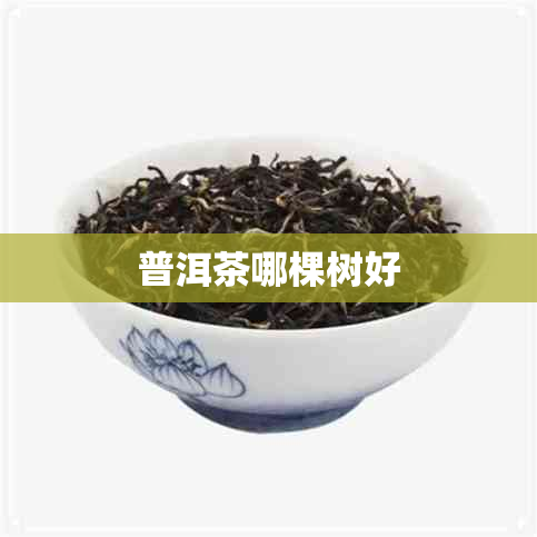 普洱茶哪棵树好