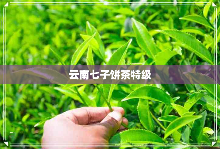 云南七子饼茶特级