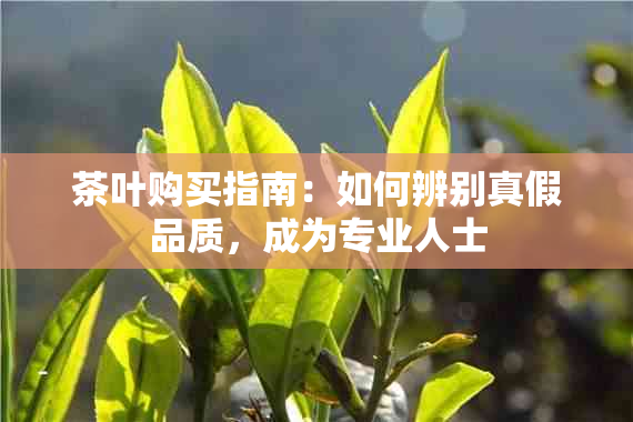 茶叶购买指南：如何辨别真假品质，成为专业人士