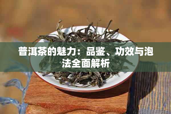 普洱茶的魅力：品鉴、功效与泡法全面解析