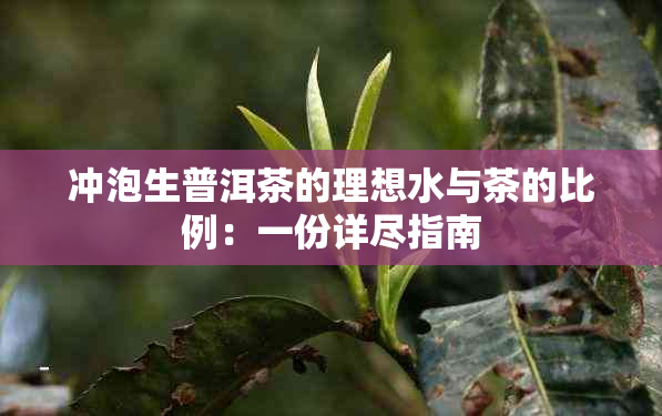 冲泡生普洱茶的理想水与茶的比例：一份详尽指南