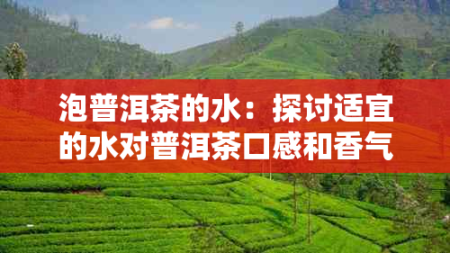 泡普洱茶的水：探讨适宜的水对普洱茶口感和香气的影响