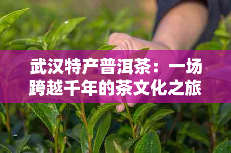 武汉特产普洱茶：一场跨越千年的茶文化之旅