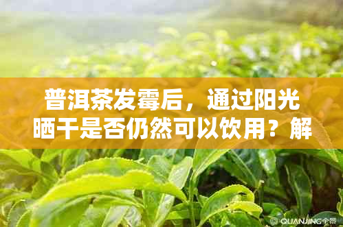 普洱茶发霉后，通过阳光晒干是否仍然可以饮用？解答过程与方法