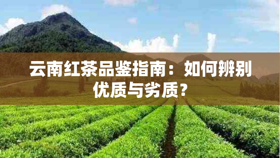 云南红茶品鉴指南：如何辨别优质与劣质？