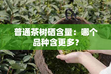 普通茶树硒含量：哪个品种含更多？