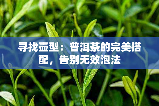 寻找壶型：普洱茶的完美搭配，告别无效泡法