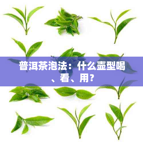 普洱茶泡法：什么壶型喝、看、用？