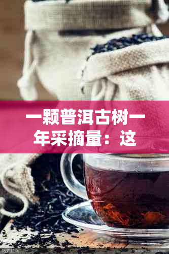 一颗普洱古树一年采摘量：这颗普洱古树能产生多少茶叶？