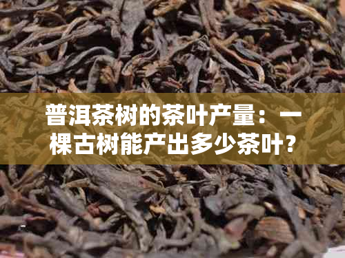 普洱茶树的茶叶产量：一棵古树能产出多少茶叶？