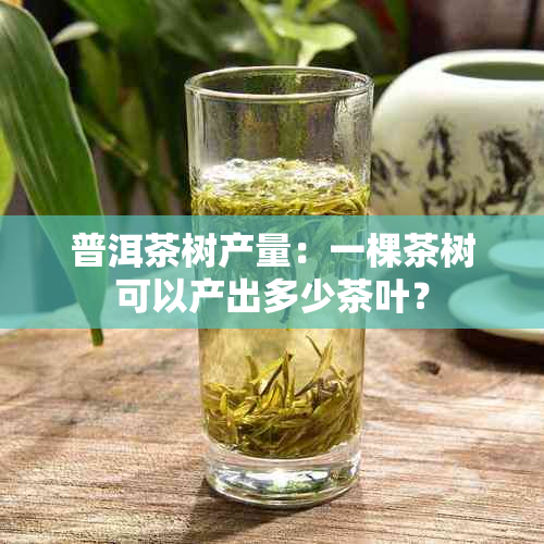 普洱茶树产量：一棵茶树可以产出多少茶叶？