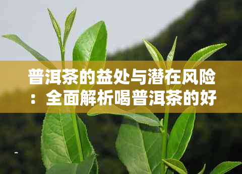 普洱茶的益处与潜在风险：全面解析喝普洱茶的好处与注意事项