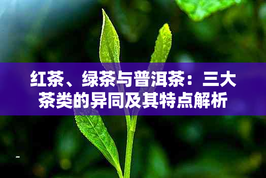 红茶、绿茶与普洱茶：三大茶类的异同及其特点解析