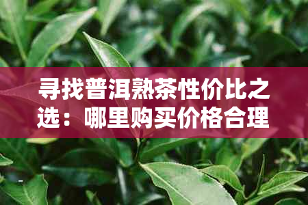 寻找普洱熟茶性价比之选：哪里购买价格合理的优质熟茶？