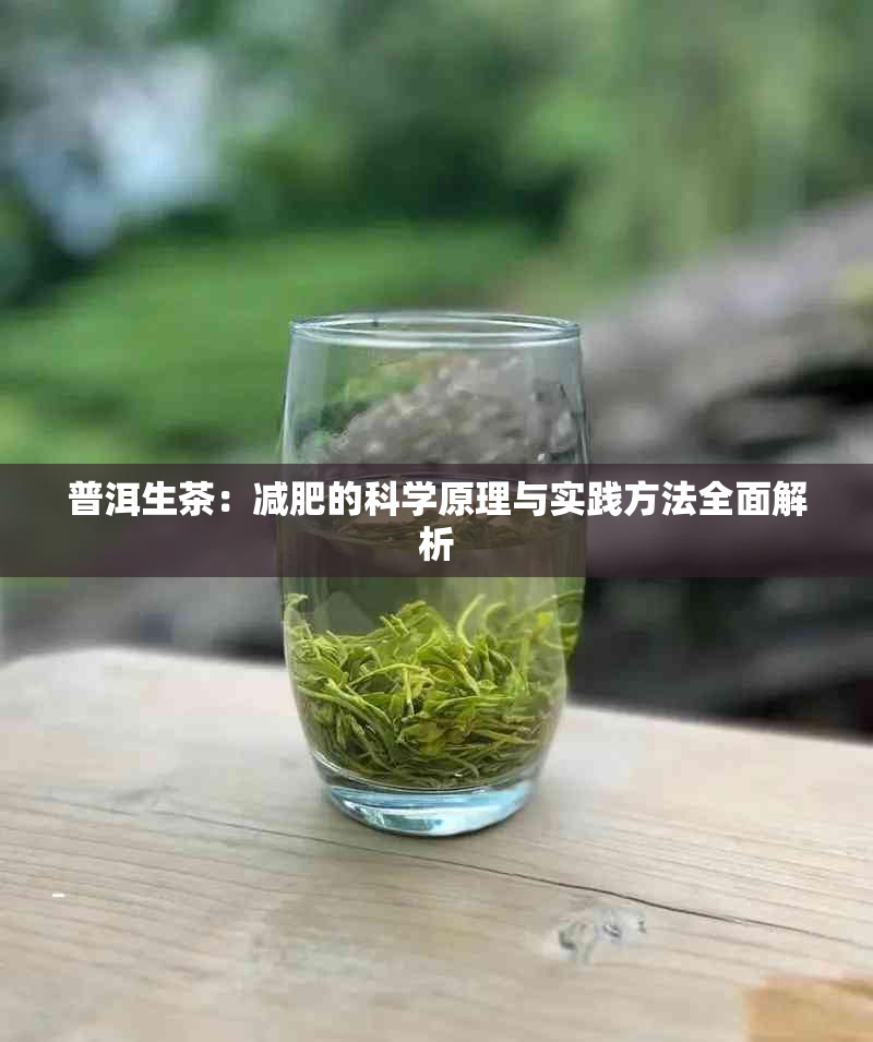 普洱生茶：减肥的科学原理与实践方法全面解析