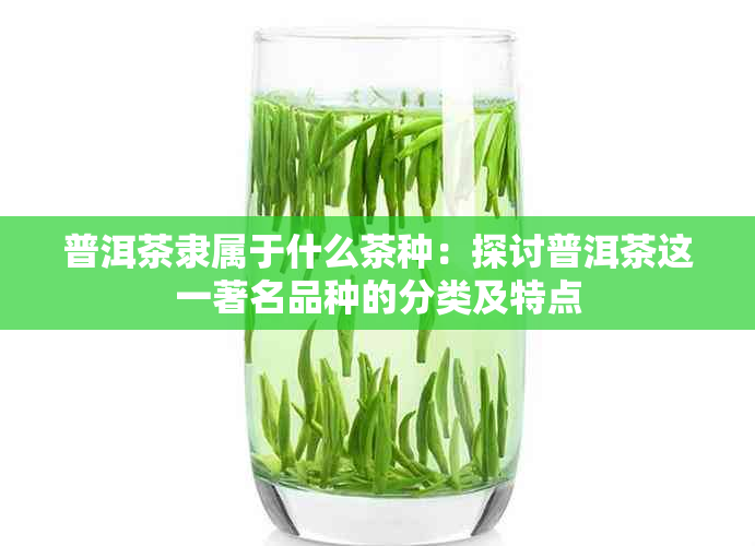 普洱茶隶属于什么茶种：探讨普洱茶这一著名品种的分类及特点