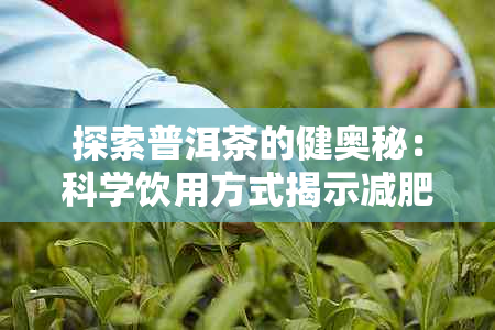 探索普洱茶的健奥秘：科学饮用方式揭示减肥效果更大化