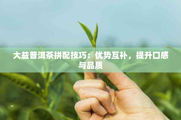 大益普洱茶拼配技巧：优势互补，提升口感与品质