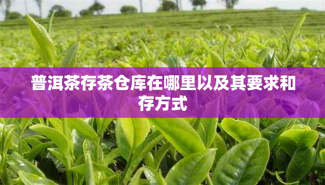 普洱茶存茶仓库在哪里以及其要求和存方式