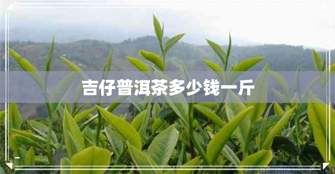 吉仔普洱茶多少钱一斤