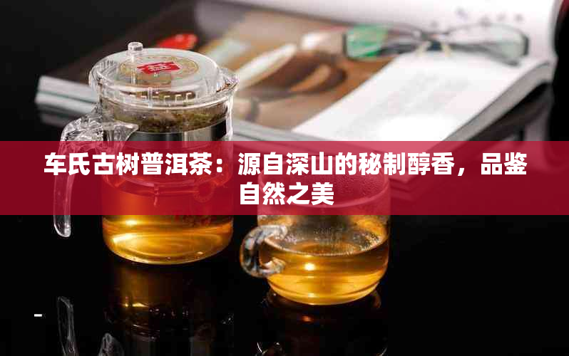 车氏古树普洱茶：源自深山的秘制醇香，品鉴自然之美