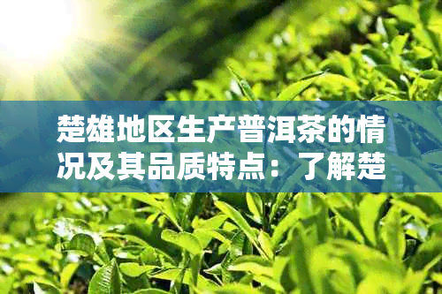 楚雄地区生产普洱茶的情况及其品质特点：了解楚雄茶叶的关键指南