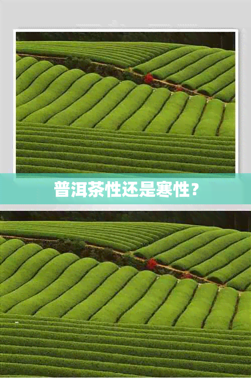 普洱茶性还是寒性？