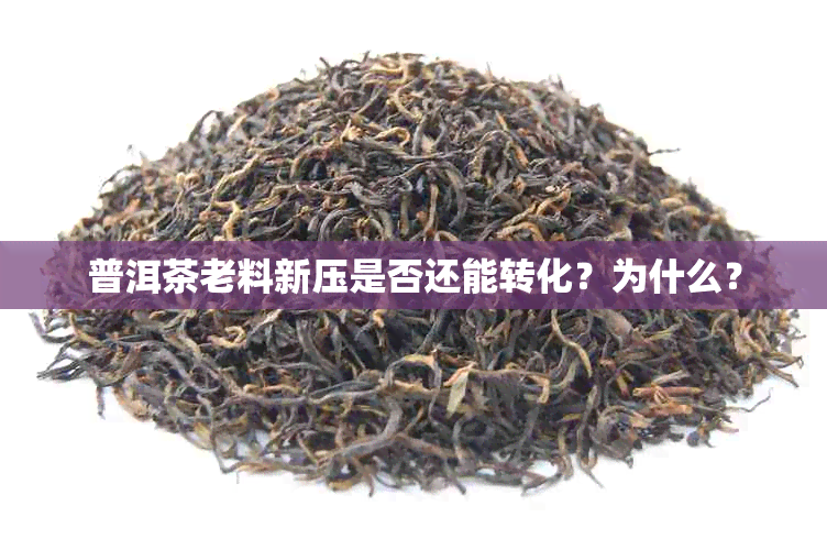 普洱茶老料新压是否还能转化？为什么？