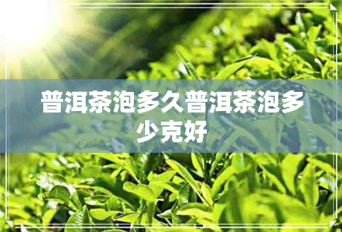 普洱茶泡多久普洱茶泡多少克好