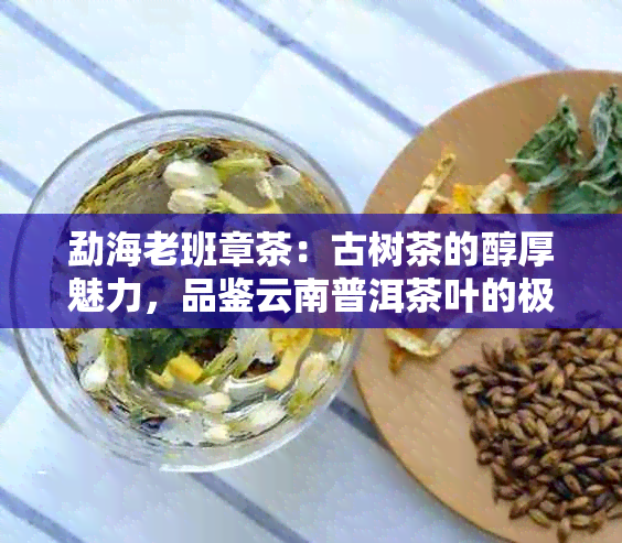 勐海老班章茶：古树茶的醇厚魅力，品鉴云南普洱茶叶的极致享受