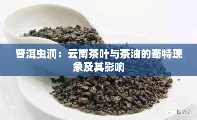 普洱虫洞：云南茶叶与茶油的奇特现象及其影响