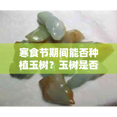 寒食节期间能否种植玉树？玉树是否适合在寒食节期间种植？