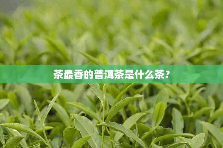 茶最香的普洱茶是什么茶？