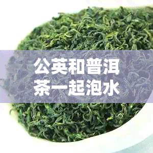 公英和普洱茶一起泡水喝是否可行？有哪些需要注意的事项？