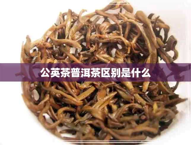 公英茶普洱茶区别是什么