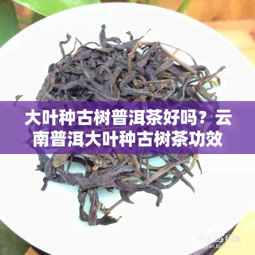 大叶种古树普洱茶好吗？云南普洱大叶种古树茶功效与区别解析