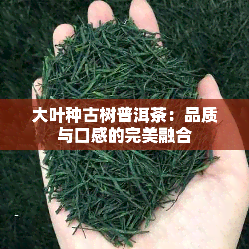 大叶种古树普洱茶：品质与口感的完美融合