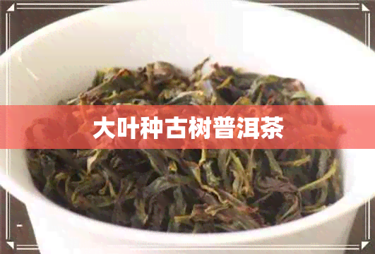 大叶种古树普洱茶