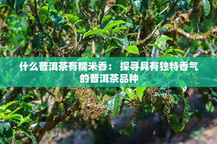 什么普洱茶有糯米香： 探寻具有独特香气的普洱茶品种